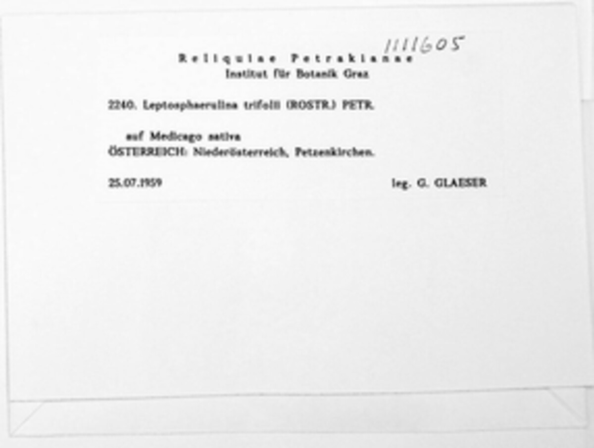 Leptosphaerulina image
